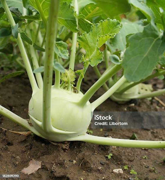 Foto de Couverábano e mais fotos de stock de Agricultura - Agricultura, Alimentação Saudável, Cena Rural