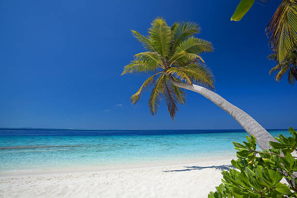 istock beautiful palmtree on sandy beach over tropical lagoon 182809292