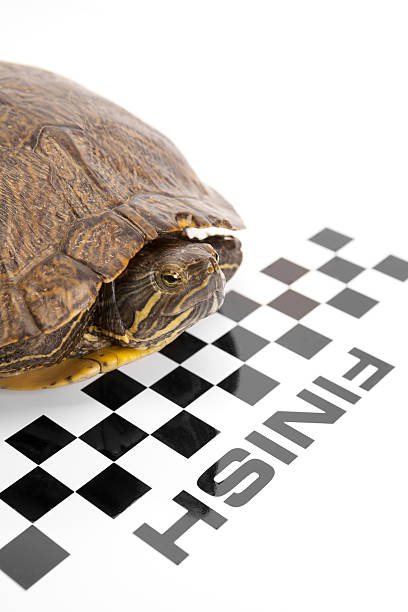 istock Red Ear Slider Turtle Stopping Early 182809528