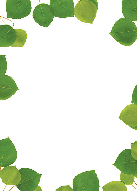 isolated green leaves frame stock photo