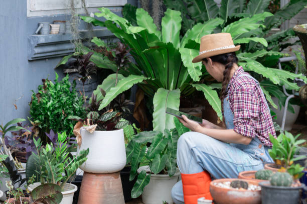 istock Young gardener entrepreneur woman working with technology tablet checking nurturing plants damage from insects, Asian attractive gardening female in shop, modern small business owner lifestyle 1828096513