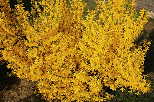 Forsythia bushes in city parks and streets bloomed with beautiful yellow flowers in spring.