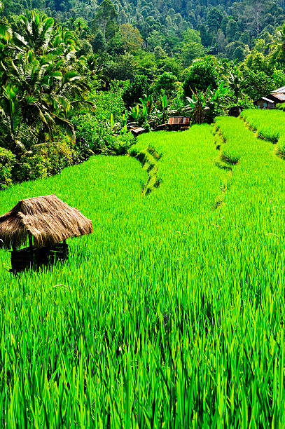 Rice paddies Indonesia crops green grass bali hutSee aEBali Indonesiaaa Collection