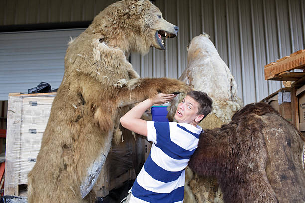 menino ataque de urso - affraid imagens e fotografias de stock