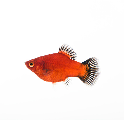 red platy fish isolated on white