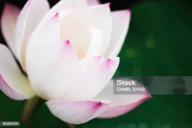 Photo libre de droit de Lotus banque d'images et plus d'images libres de droit de Arbre en fleurs - Arbre en fleurs, Beauté, Beauté de la nature