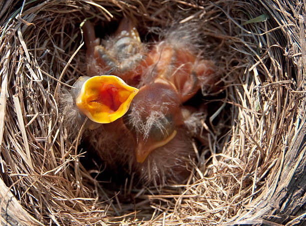 istock Baby robin opens its mouth hungrily. 182810273