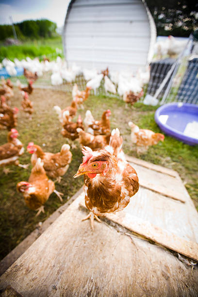 istock Chicken on ramp to coop - adobe rgb 182810277