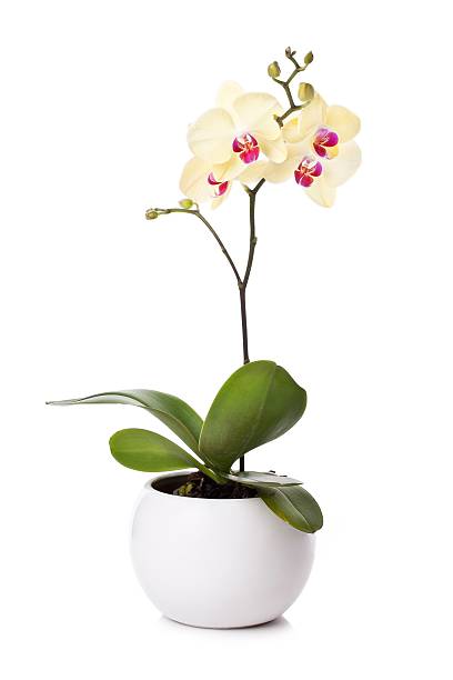 istock yellow orchid isolated on white background 182810397
