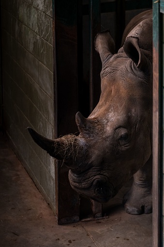 A rhino standing at a door of a zoo cage