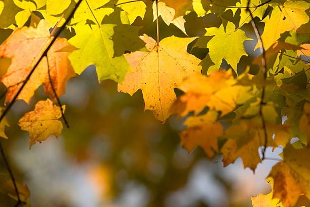 Maple in Autumn stock photo