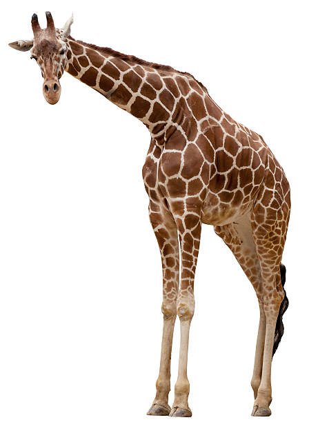 curioso di giraffa - giraffa ungulato foto e immagini stock
