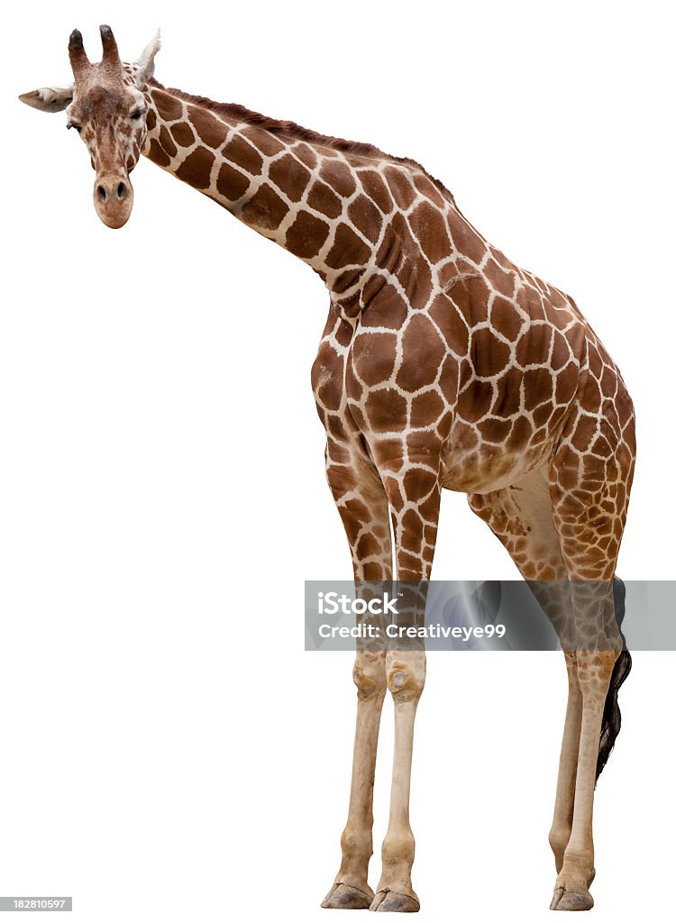 Curious giraffe Giraffe on white background Giraffe Stock Photo
