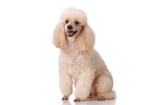 MIniature poodle   on  white background. Very shallow DOF . THIS IMAGE IS ONLY AVAILABLE HERE AT ISTOCKPHOTO