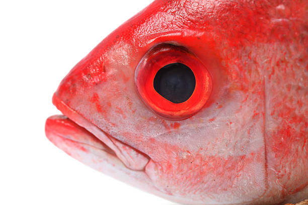 Red snapper head Red snapper head on a white background. snapper head stock pictures, royalty-free photos & images