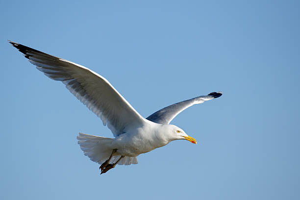 Sea Gull - foto stock