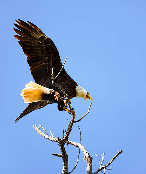 istock Graceful Bald Eagle Lands and Perches on Highest Branch 182810983