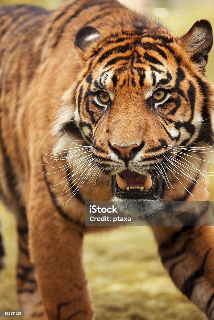 Retrato de gato - Foto de stock de Acercarse libre de derechos