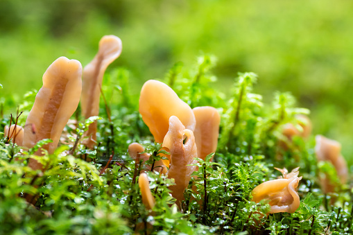 Wild mushrooms in the forest of Norway during early start to the season