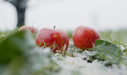At surface level,a close-up view unveils a pristine snow-covered field adorned with fresh apples. The crisp white canvas contrasts vividly with the vibrant hues of the fruit,creating a serene and picturesque winter scene