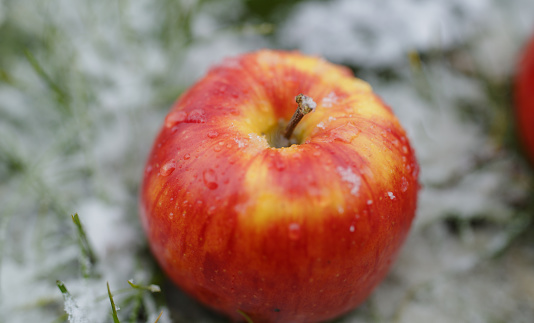 Frost covered trees in a snow covered orchard located near Spokane, Washington.