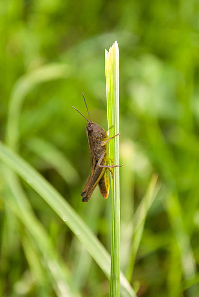 애송이 - grasshopper locust giant grasshopper antler 뉴스 사진 이미지