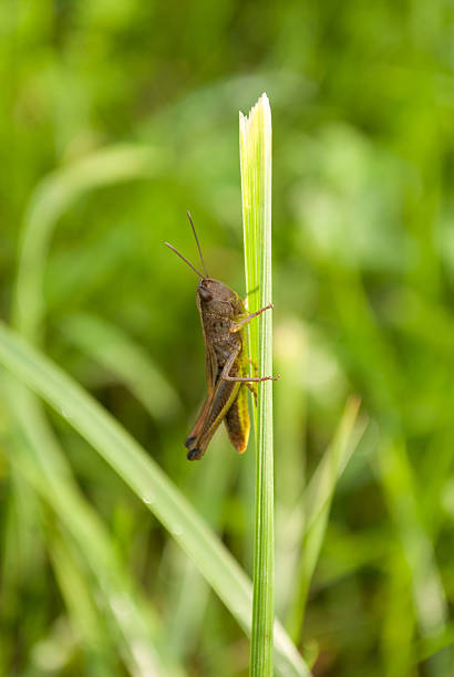 gafanhotos - grasshopper locust giant grasshopper antler imagens e fotografias de stock