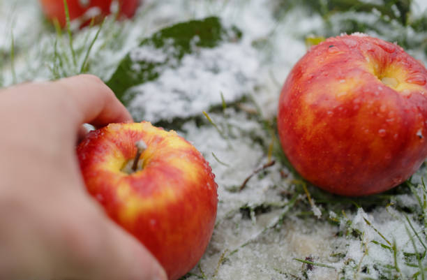 yellow delicious Christmas apple, leaves and berries of viburnum in snow with before Christmas in sunny winter afternoon