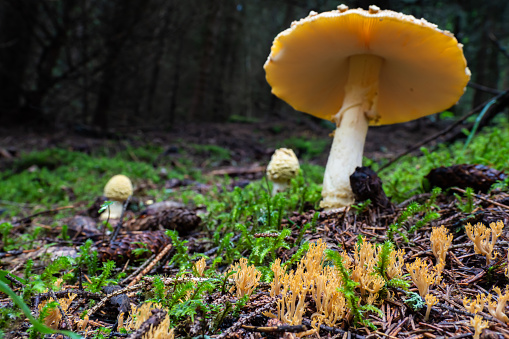 Beautiful wild amanita mushrooms growing in the forest of Norway