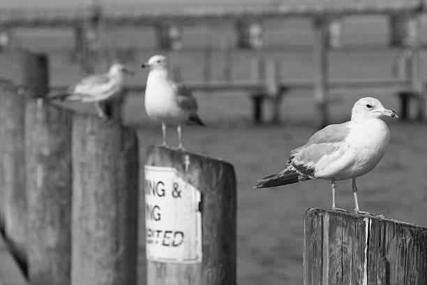 Seagulls on the dock in black and white Seagulls on the dock in black and white. chestertown stock pictures, royalty-free photos & images