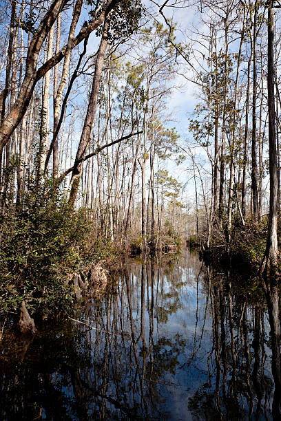 istock Okefenokee swamp river and trees winter 182812171