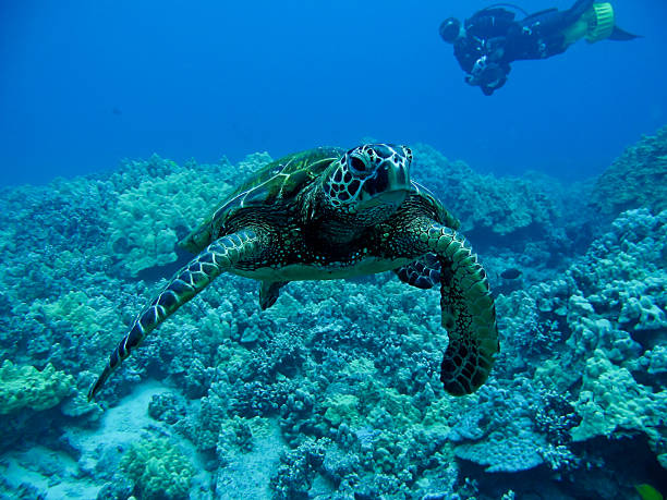 istock Sea Turtle swimming in the ocean 182812203