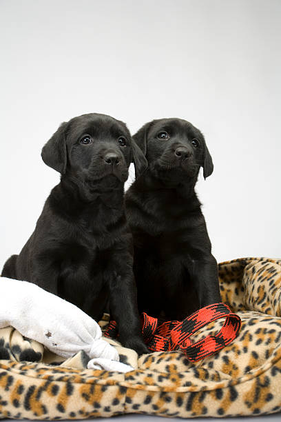 istock Black lab puppies on white seamless 182812375