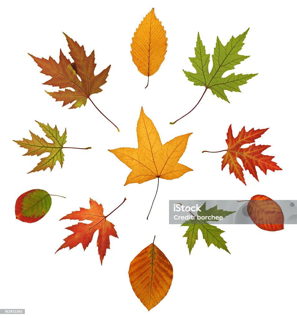 낙엽 색상화 추절 - 로열티 프리 0명 스톡 사진