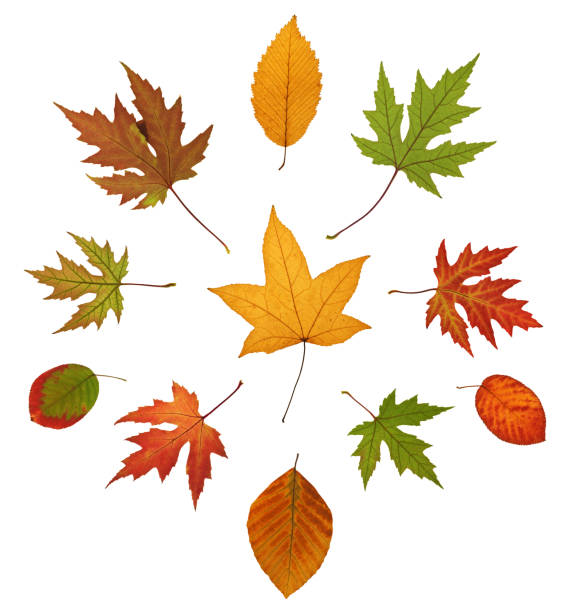 istock Colorful Autumn Leaves 182812385