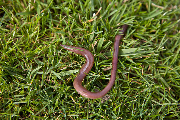 tornillo sin fin - fishing worm fotografías e imágenes de stock