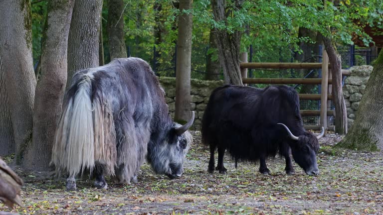 Domestic Yak, Bos mutus grunniens.  A long-haired domesticated bovid found throughout the Himalayan region