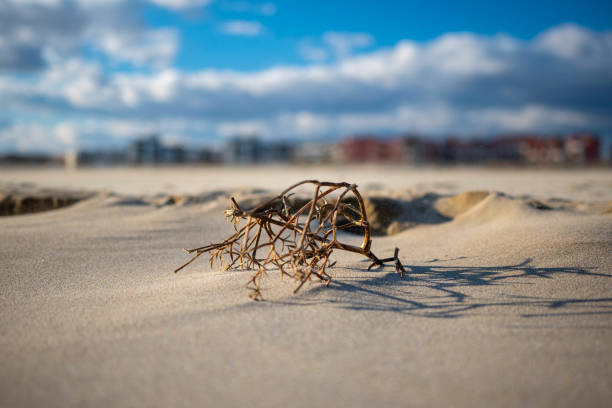 Buisson sur la plage avec un flou