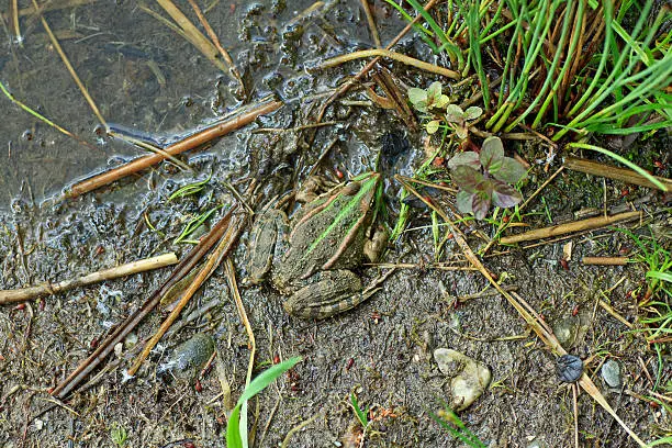 "Common European frog (old: Rana esculenta, new: Pelophylax kl. esculentus) in the mud on the lakefront. Other names: European frog, common waterfrog, Edible frog."