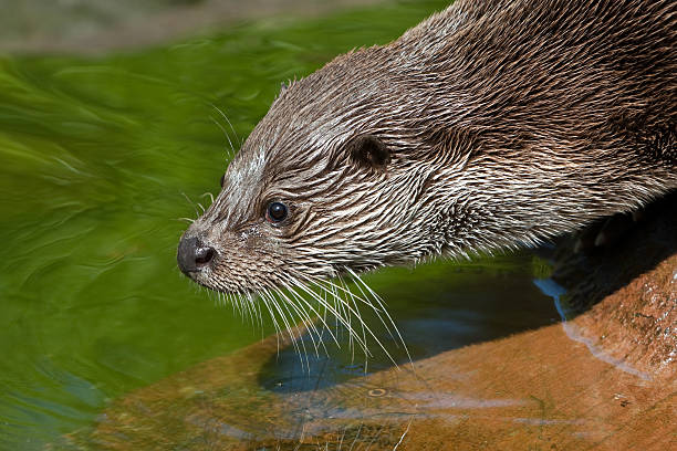 istock European Otter 182812760