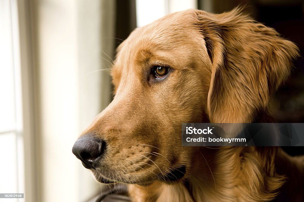 Golden Retriever mirando por la ventana - Foto de stock de Animal libre de derechos