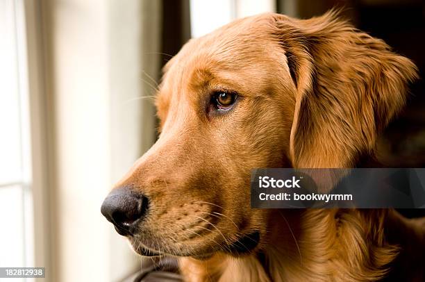 Golden Retriever Looking Out A Window Stock Photo - Download Image Now - Animal, Animal Body Part, Animal Eye