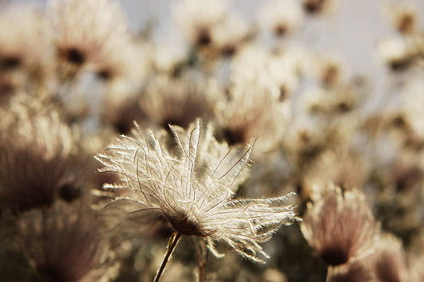 motivo blu stick in tessuto in apache tapestry - scented smoke single flower flower foto e immagini stock