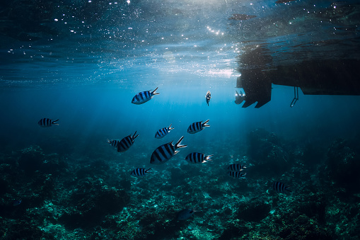 Underwater scene with tropical fish, bottom of boat with sunlight in blue ocean