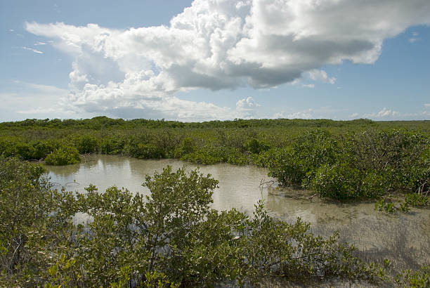 istock Mangrove Swamp in the Bahamas 182813126