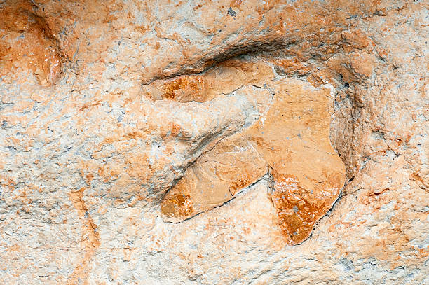 un ingombro sfondo fossilized di dinosauro - dinosaur footprint track fossil foto e immagini stock