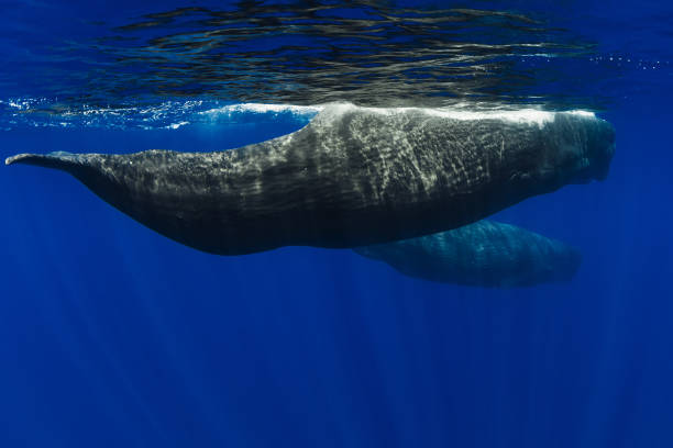 istock Couple amazing sperm whales in deep blue ocean 1828131371