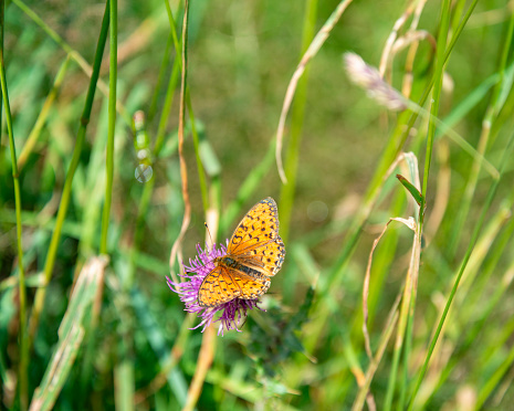 Orange Butterfly (Cranberry fritillary) on purple flower in green meadow