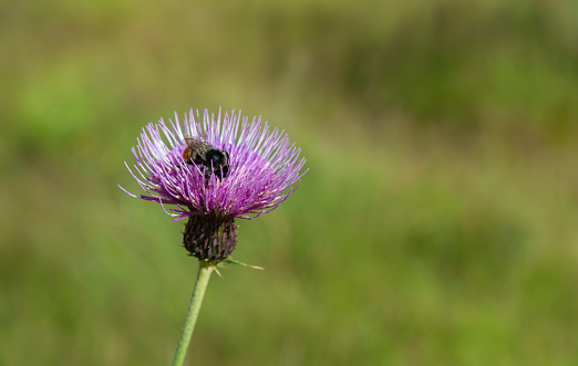 beautiful summer purple thistle flower among greenery in a wild meadow,