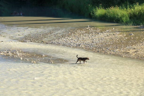 a lonely dog crossing a small river in Albania